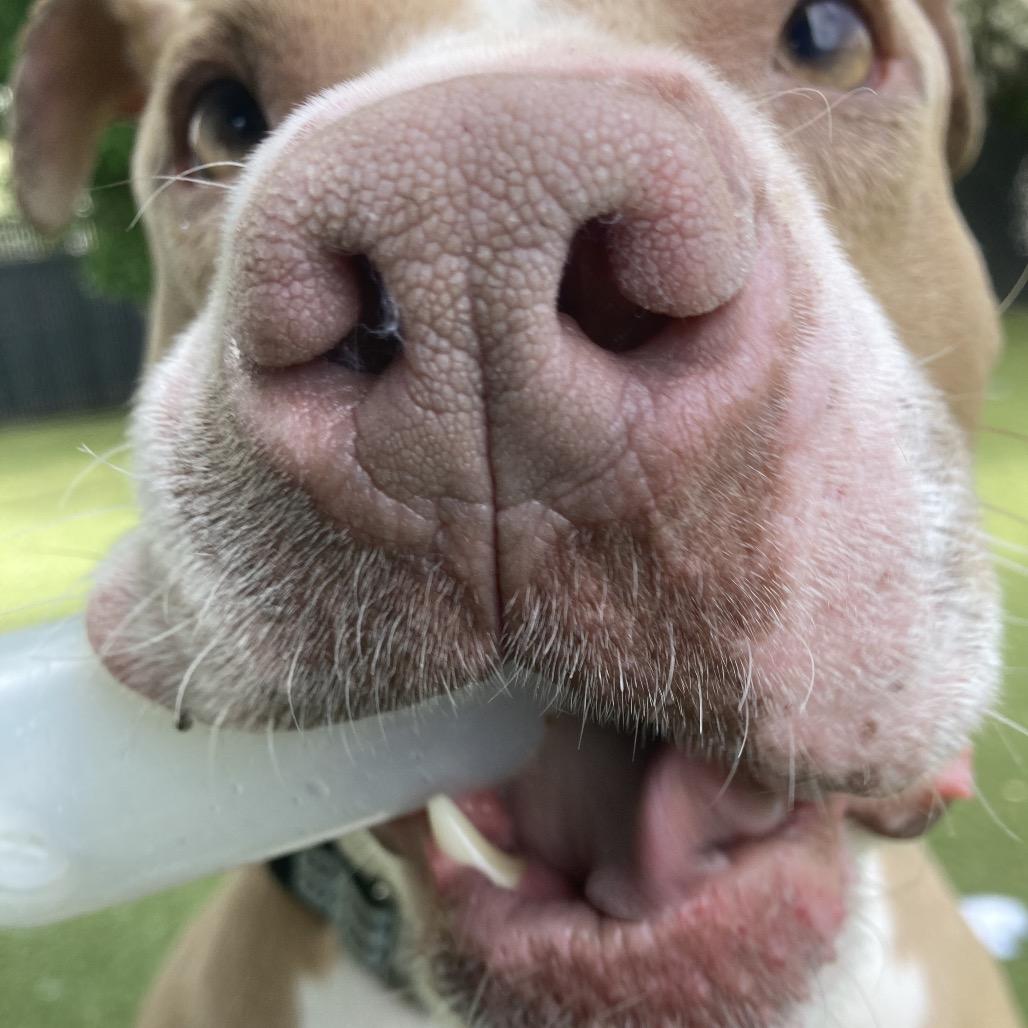 Nala, a Adoptable Pit Bull Terrier in Providence, RI image 3/5
