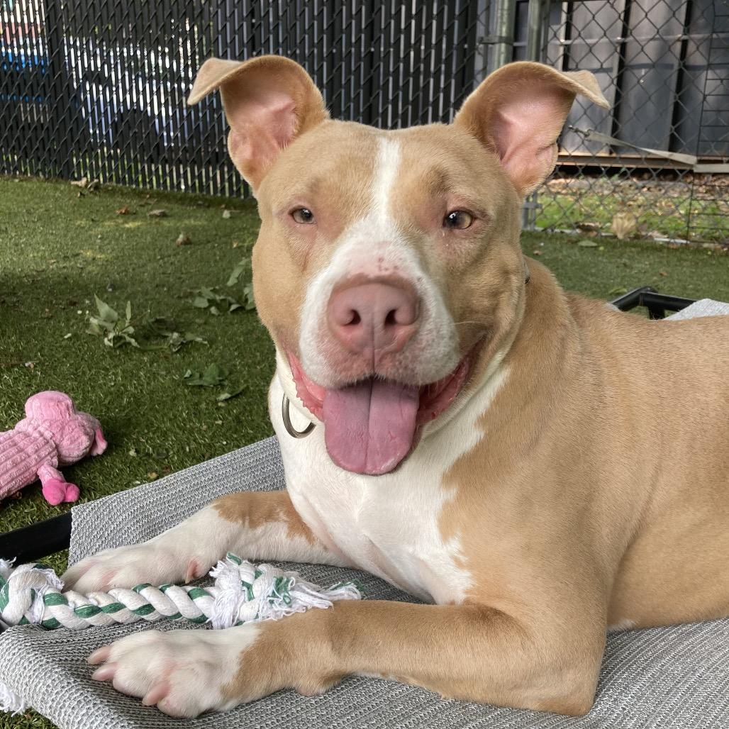 Nala, a Adoptable Pit Bull Terrier in Providence, RI image 4/5