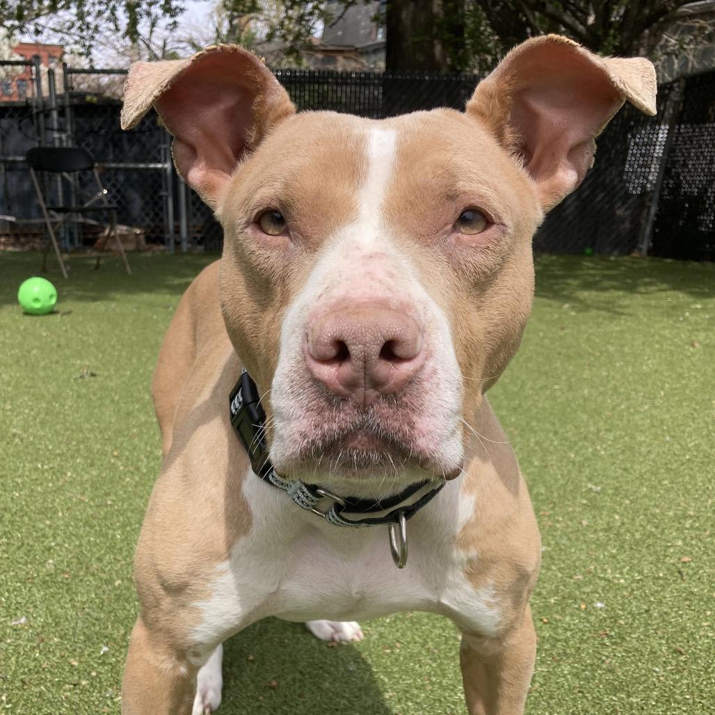 Nala, a Adoptable Pit Bull Terrier in Providence, RI image 5/5