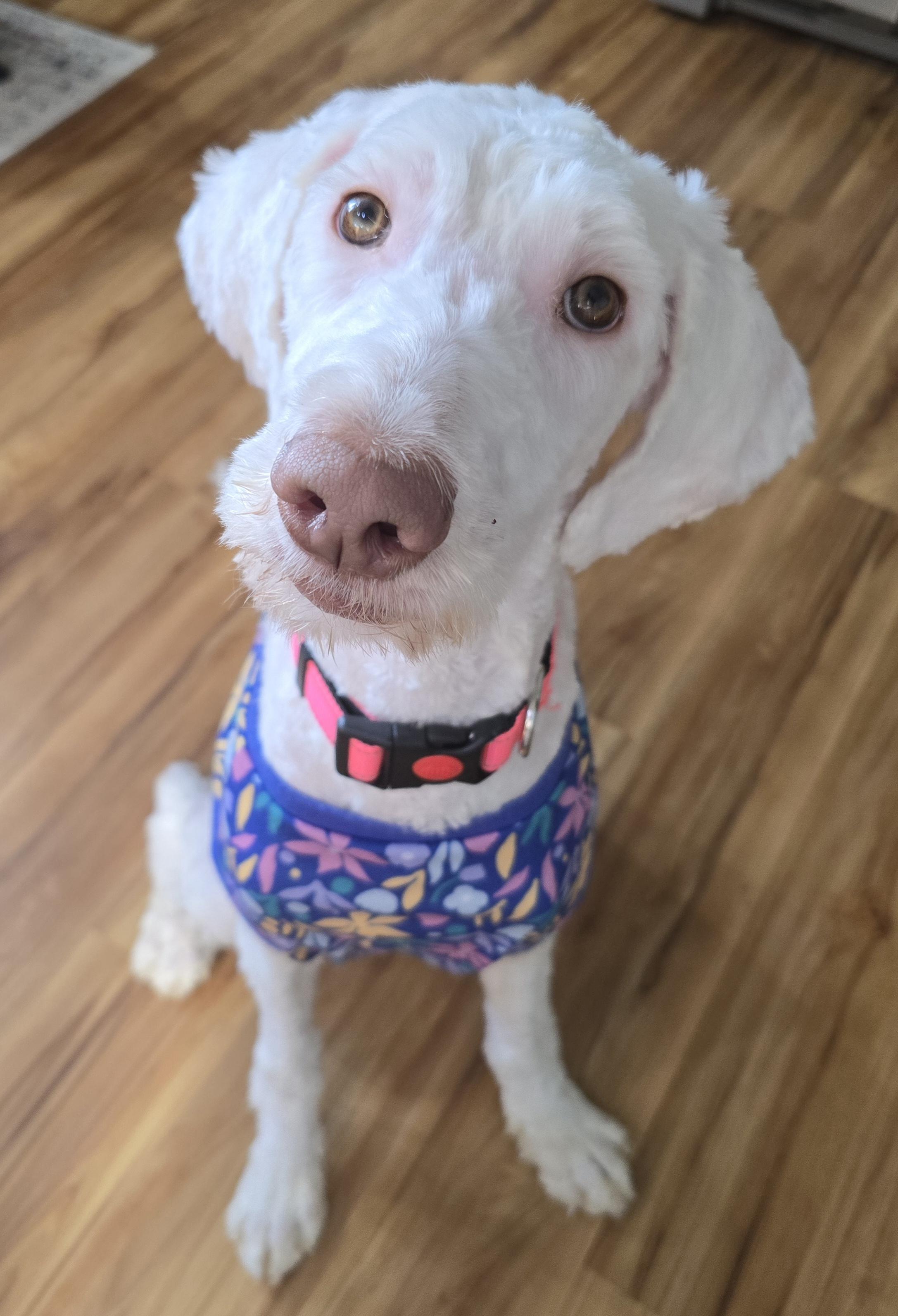 Enlarge Etta, an adopted Goldendoodle in Cedar Rapids, IA image 3/6