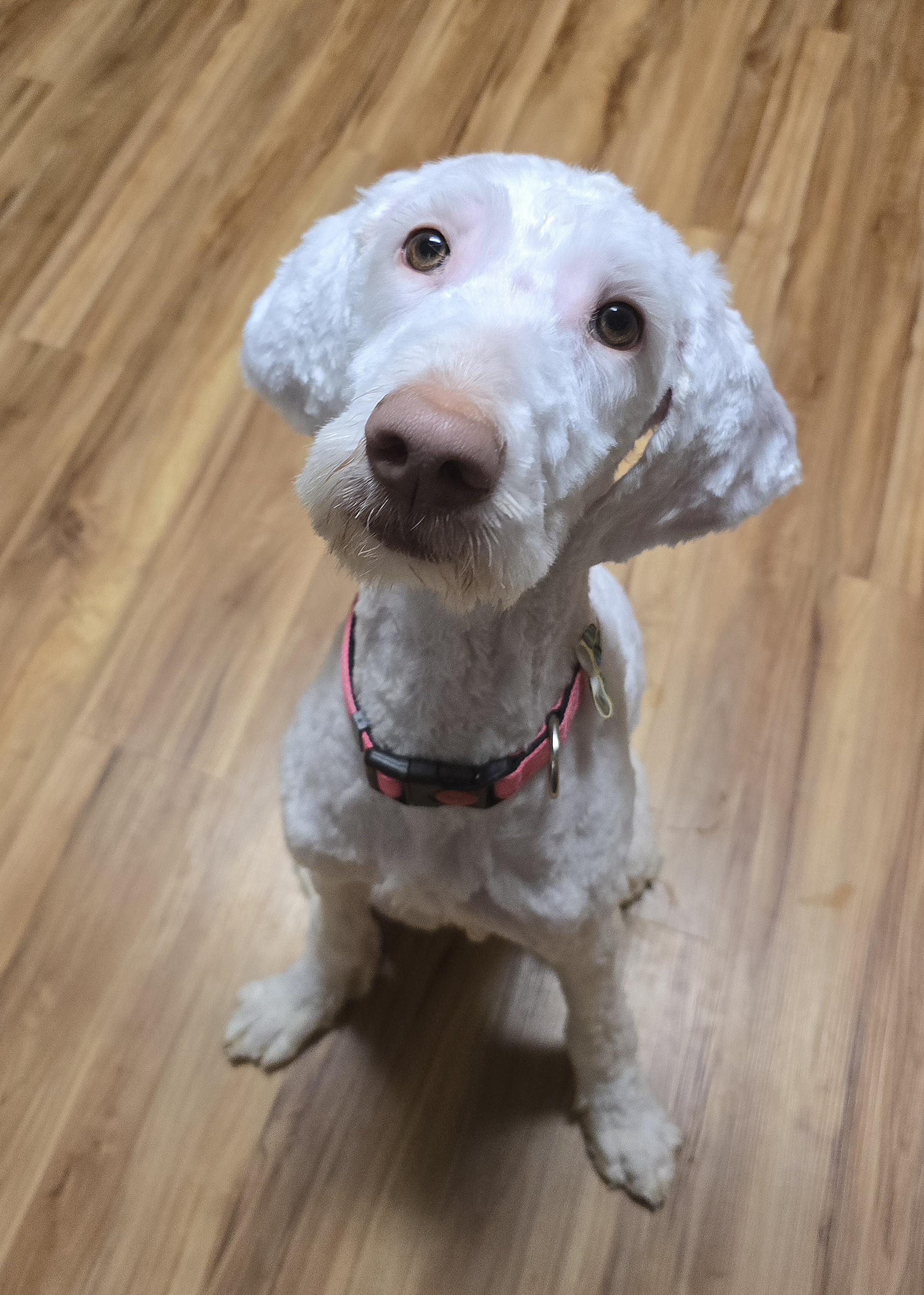 Enlarge Etta, an adopted Goldendoodle in Cedar Rapids, IA image 4/6