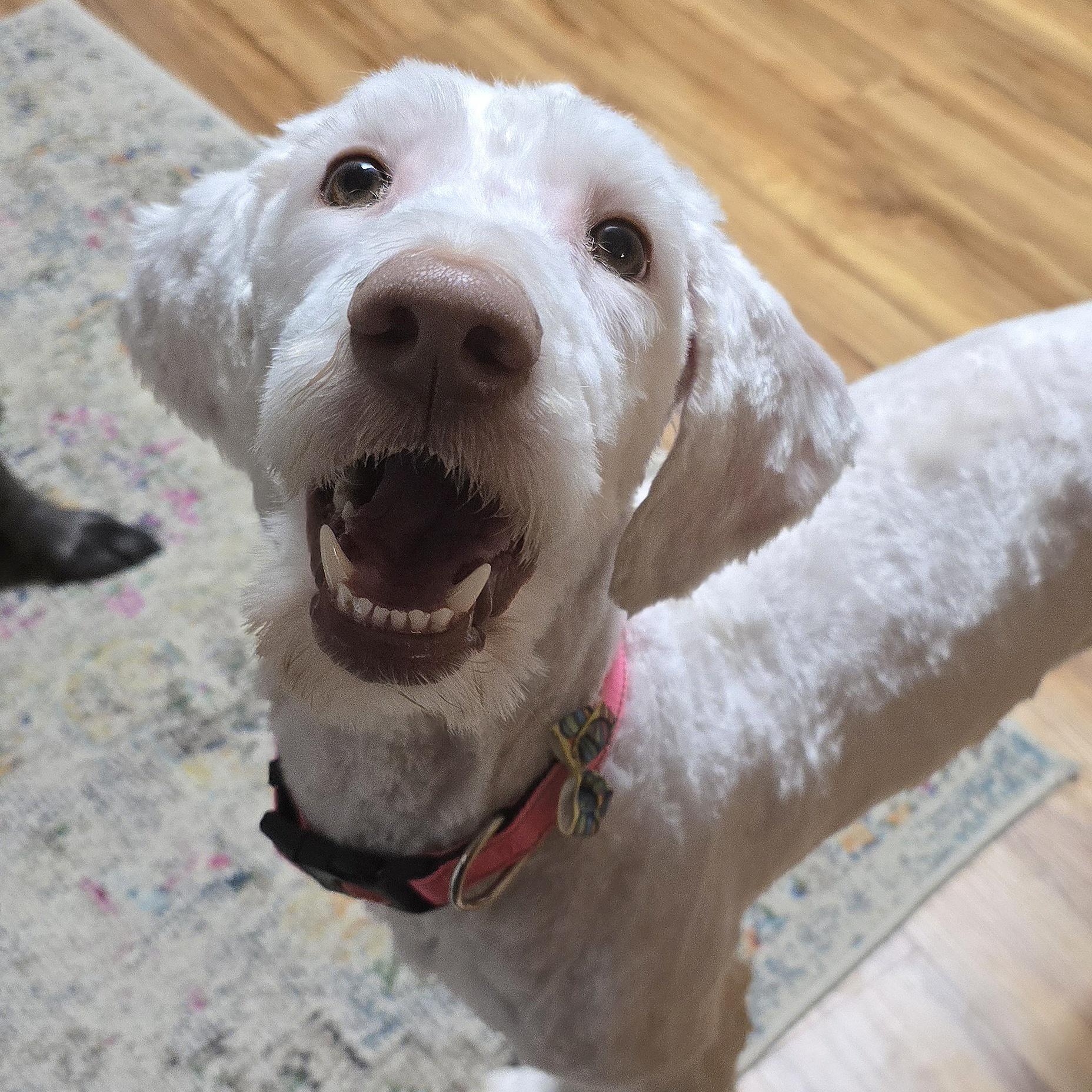 Etta, adopted, Young Female Goldendoodle.