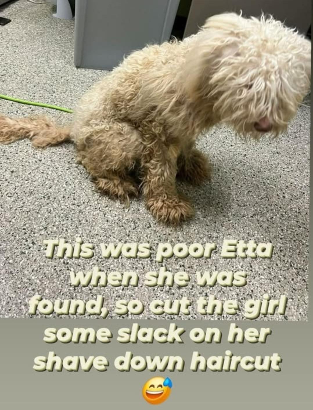 Enlarge Etta, an adopted Goldendoodle in Cedar Rapids, IA image 5/6