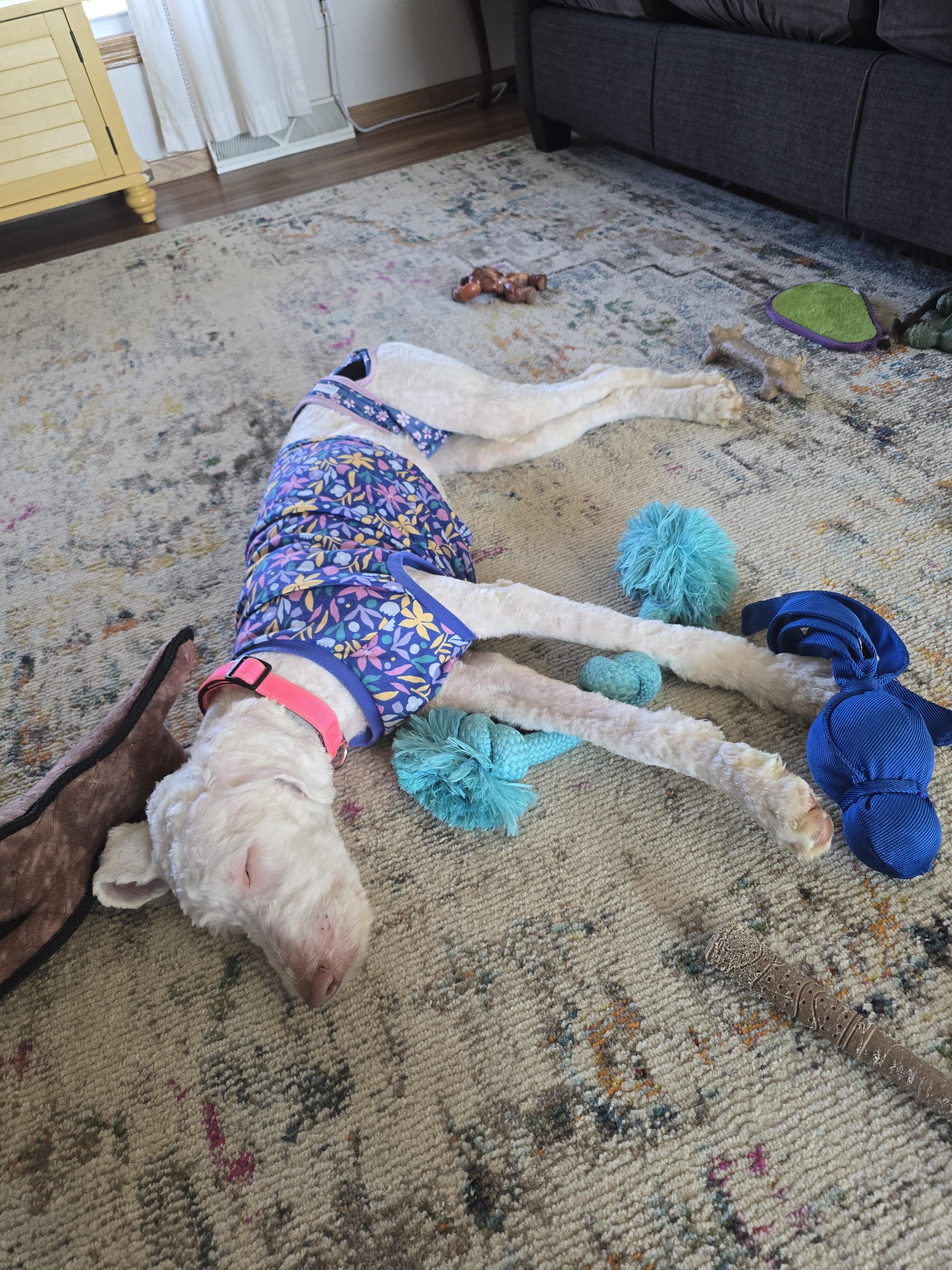 Enlarge Etta, an adopted Goldendoodle in Cedar Rapids, IA image 2/6