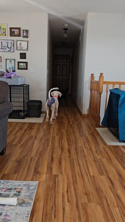 Enlarge Etta, an adopted Goldendoodle in Cedar Rapids, IA video 6/6