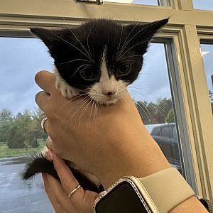 Beatrice, Adopted, Kitten Female Domestic Short Hair.