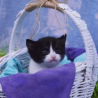 Beatrice, a Adopted Domestic Short Hair in Bear, DE image 2/4