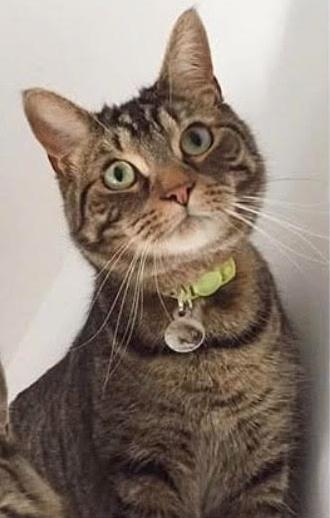 Enlarge Vladimir, a Adoptable Tabby in Verdun, QC image 1/1