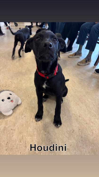 Houdini, an adoptable Mixed Breed in Saskatoon, SK, S7H 0W2 | Photo Image 1