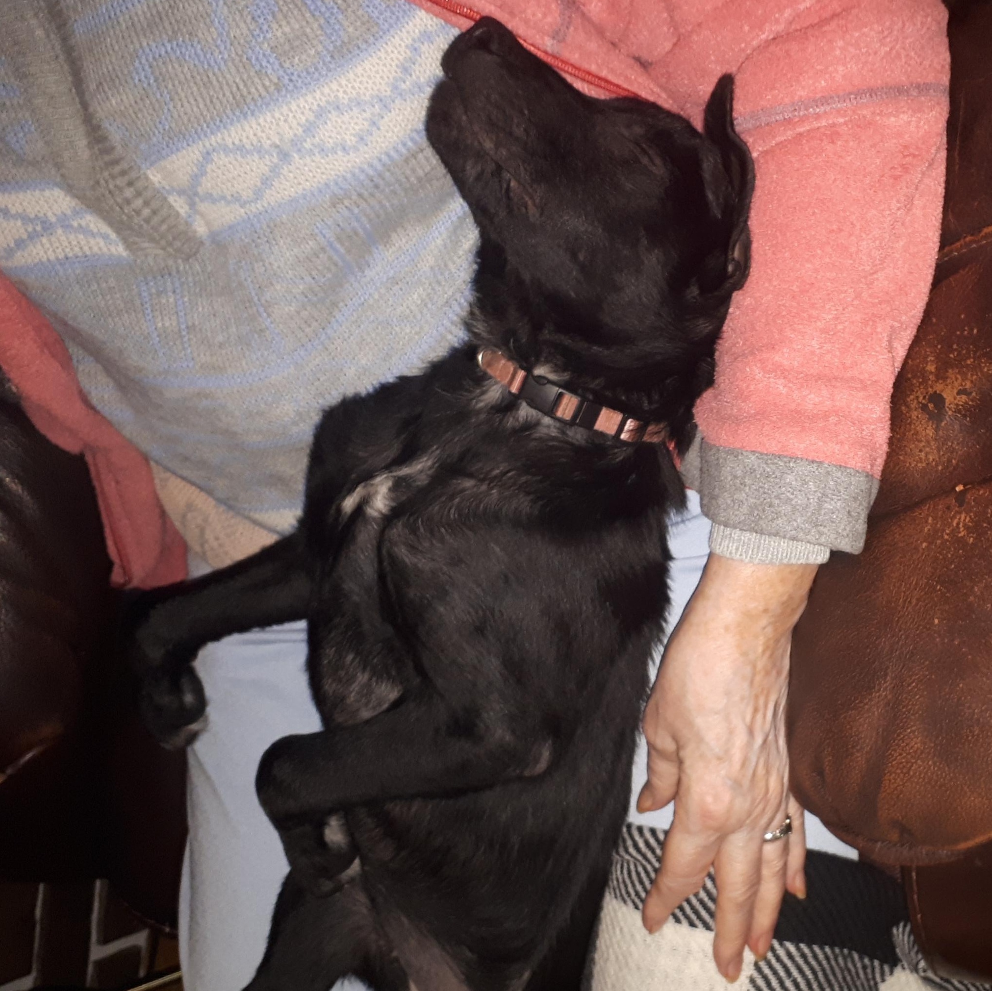 Houdini, an adoptable Mixed Breed in Saskatoon, SK, S7H 0W2 | Photo Image 1