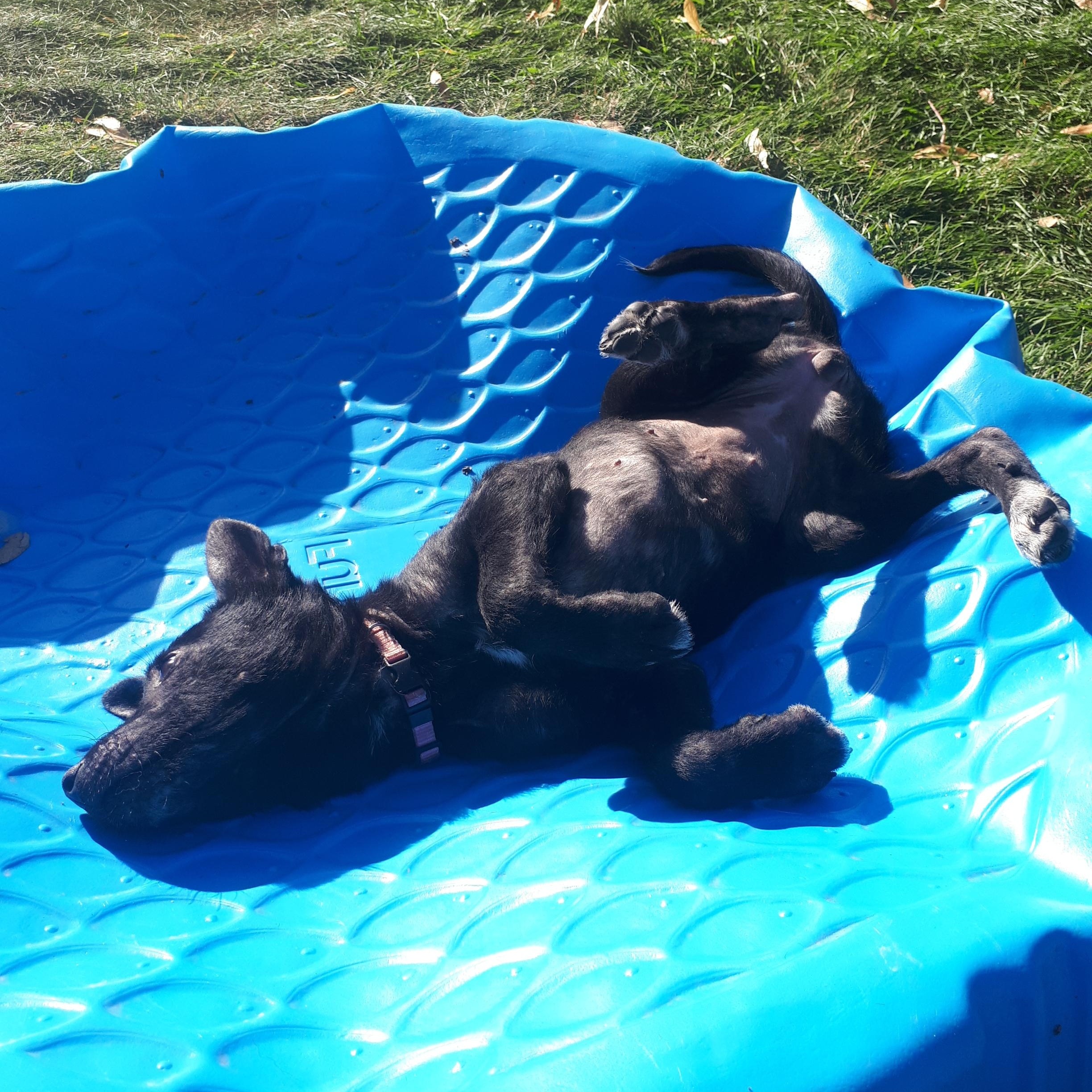 Houdini, an adoptable Mixed Breed in Saskatoon, SK, S7H 0W2 | Photo Image 4