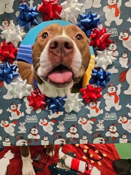 Clifford, Adoptable, Adult Male Mixed Breed & Mixed Breed.