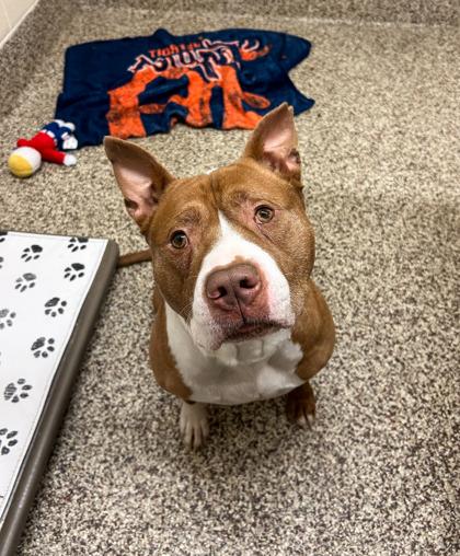 Enlarge Clifford, a Adoptable mixed breed in Sterling Heights, MI image 3/3