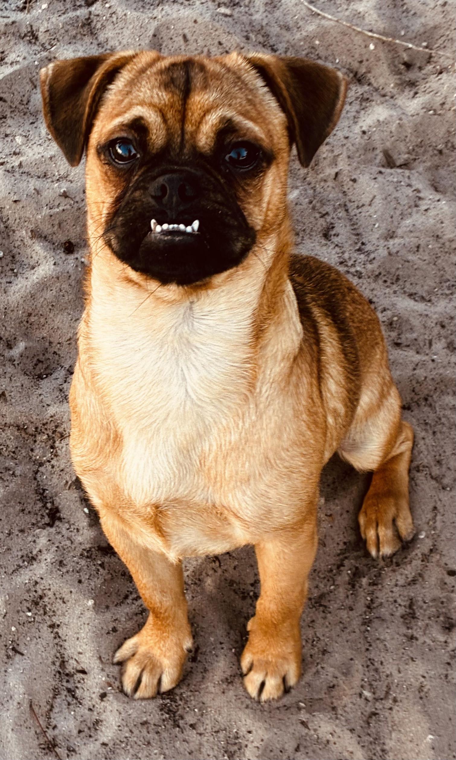 Gary, adopted, Young Male Chug.