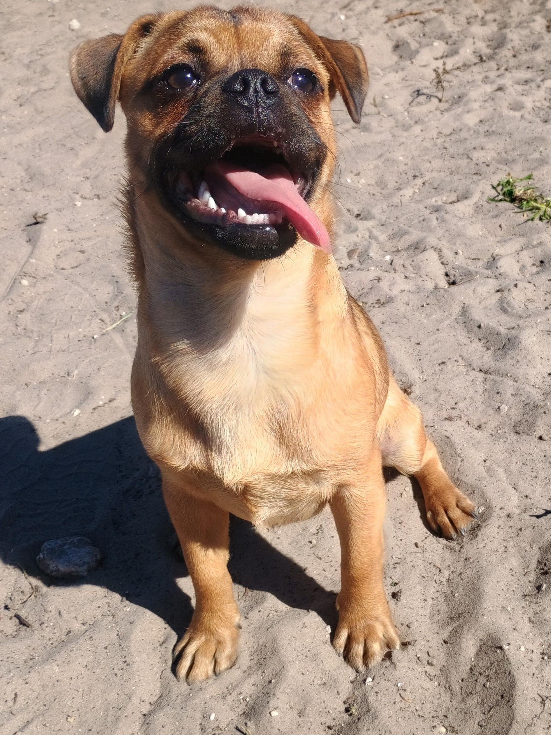 Gary, an adopted mixed breed in New Port Richey, FL image 3/6