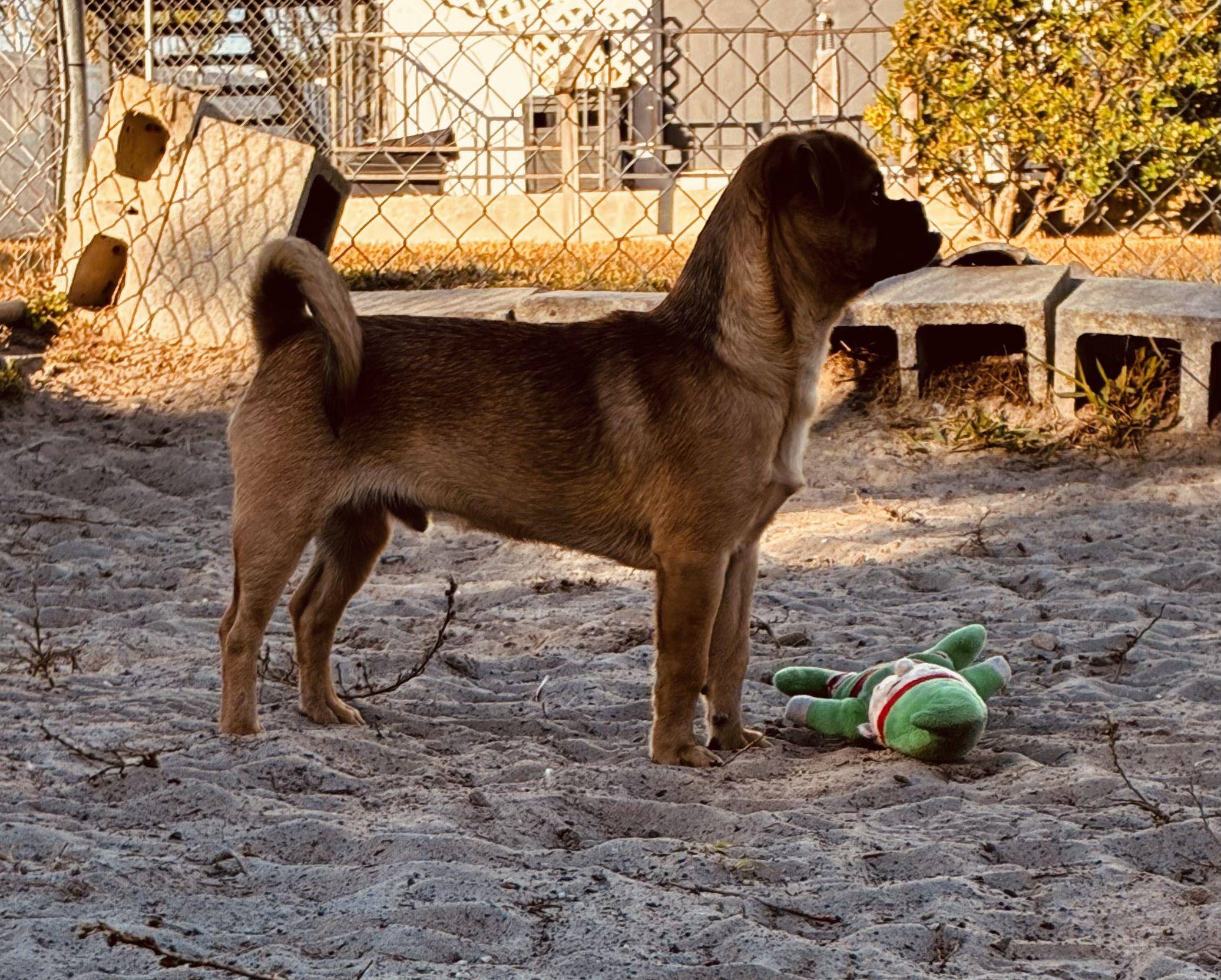 Gary, an adopted mixed breed in New Port Richey, FL image 4/6