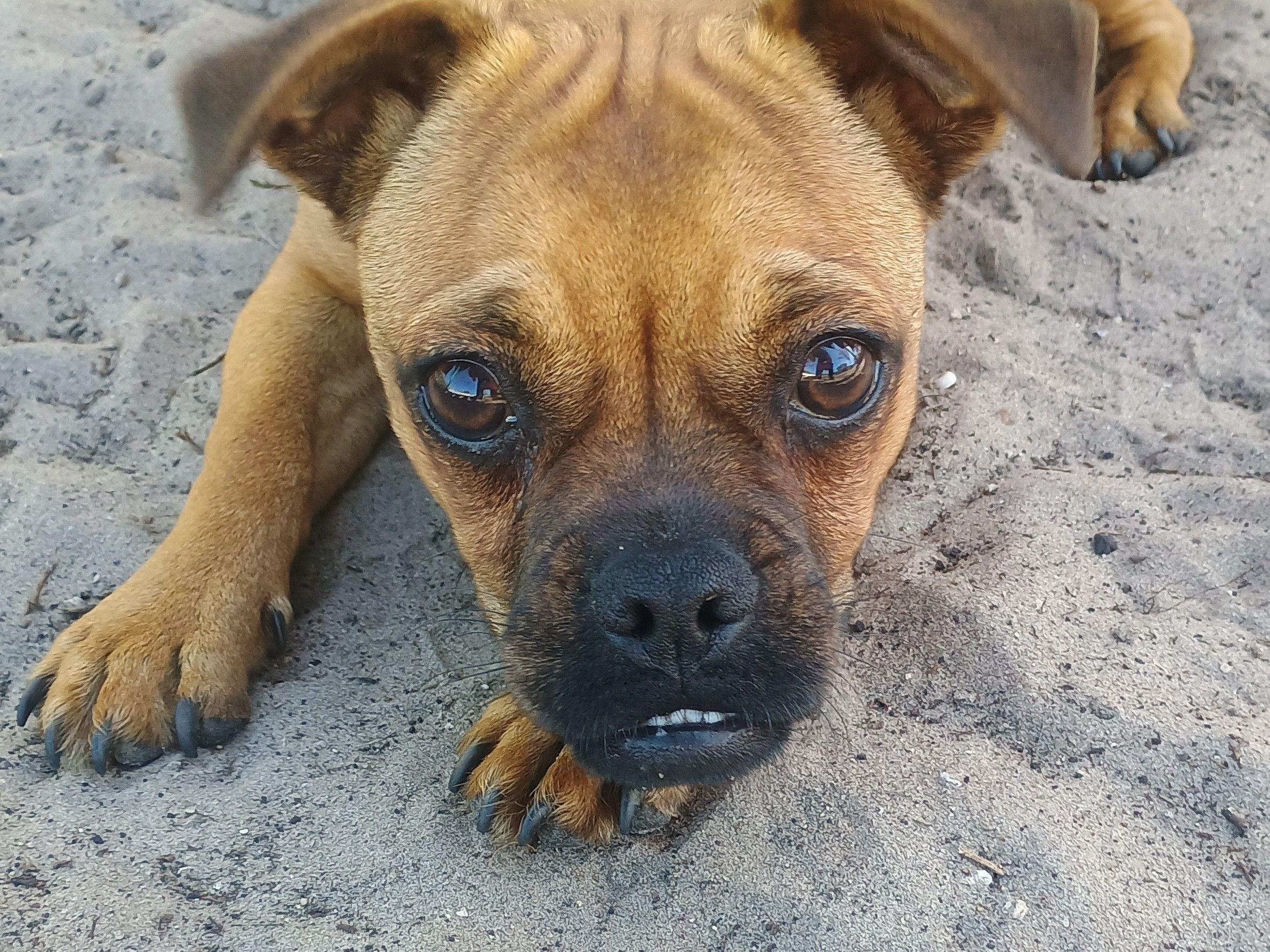 Gary, an adopted mixed breed in New Port Richey, FL image 2/6