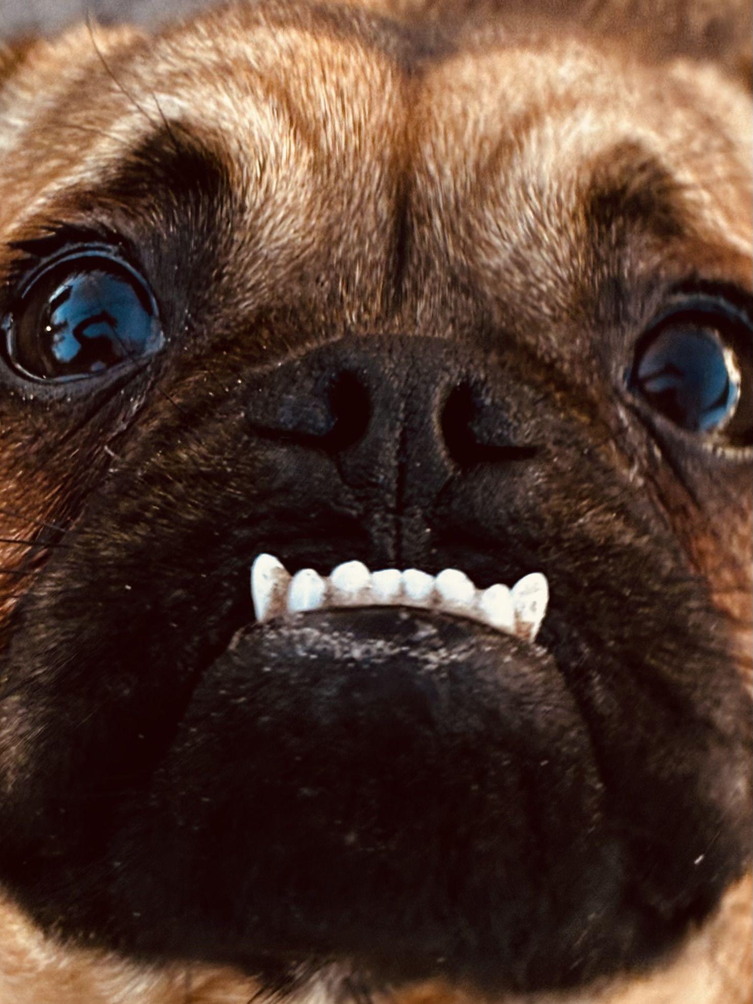 Gary, an adopted mixed breed in New Port Richey, FL image 5/6