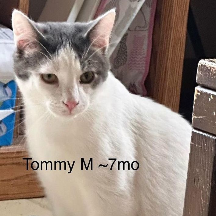 TOMMY, Adoptable, Young Male Domestic Medium Hair.
