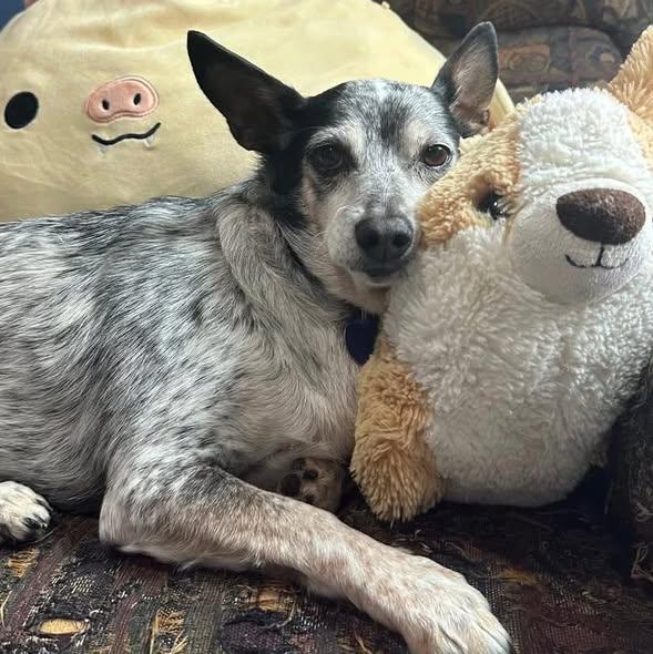 Foxy, a Adoptable mixed breed in Rockville, MD image 2/6