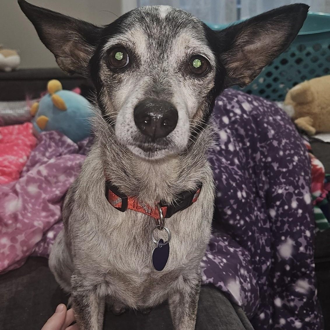 Foxy, a Adoptable mixed breed in Rockville, MD image 1/6