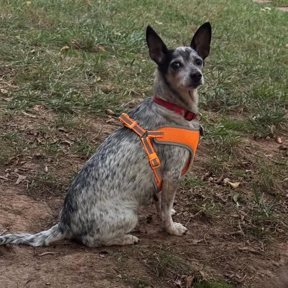 Foxy, a Adoptable mixed breed in Rockville, MD image 3/6