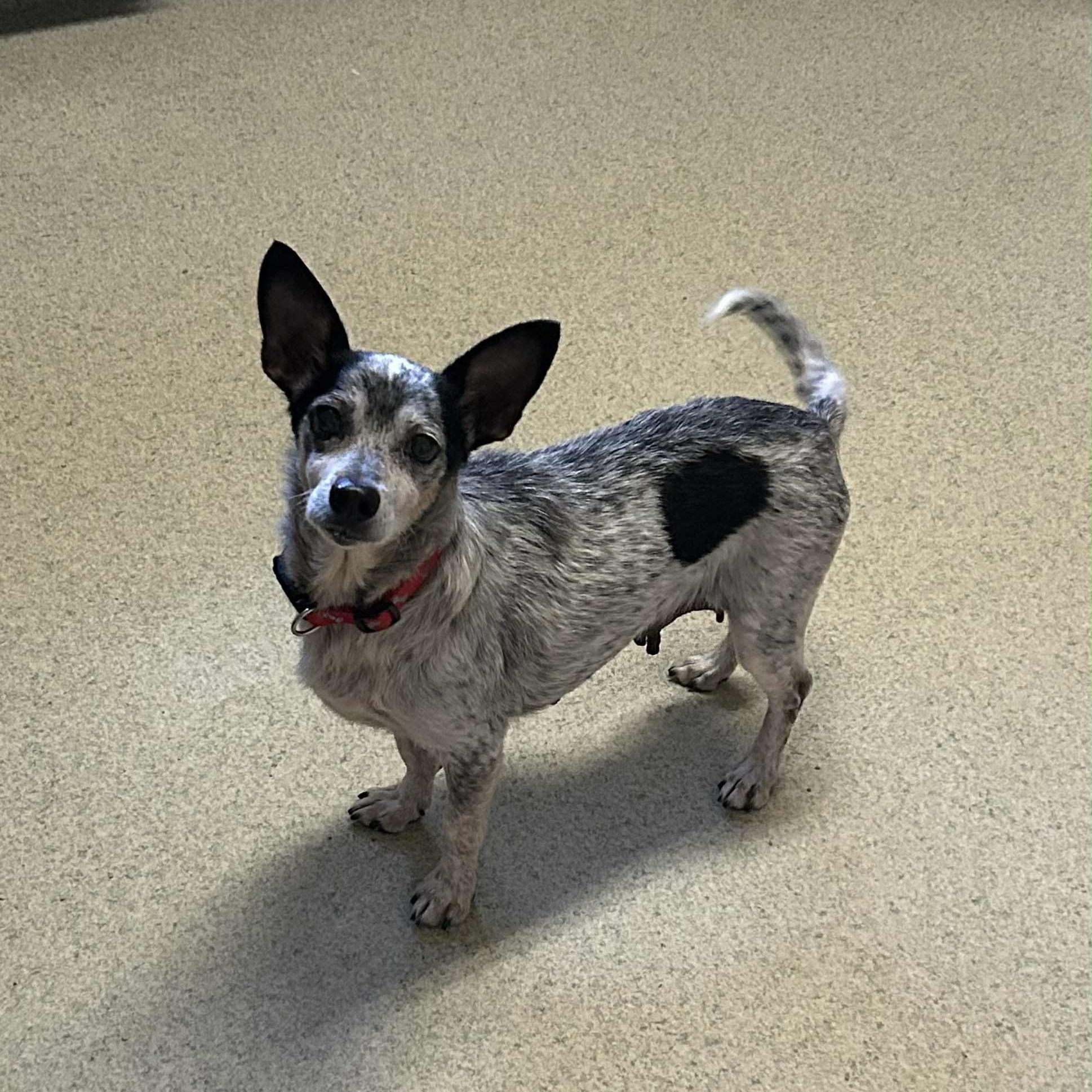 Foxy, a Adoptable mixed breed in Rockville, MD image 6/6