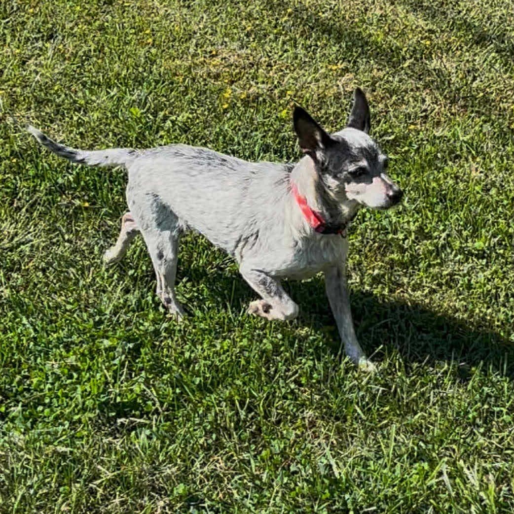 Foxy, a Adoptable mixed breed in Rockville, MD image 4/6
