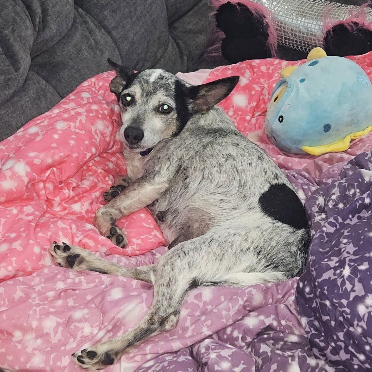 Foxy, a Adoptable mixed breed in Rockville, MD image 5/6