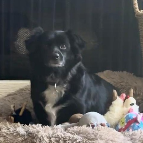 Domino, a ADOPTABLE mixed breed in Burbank, CA image 4/4