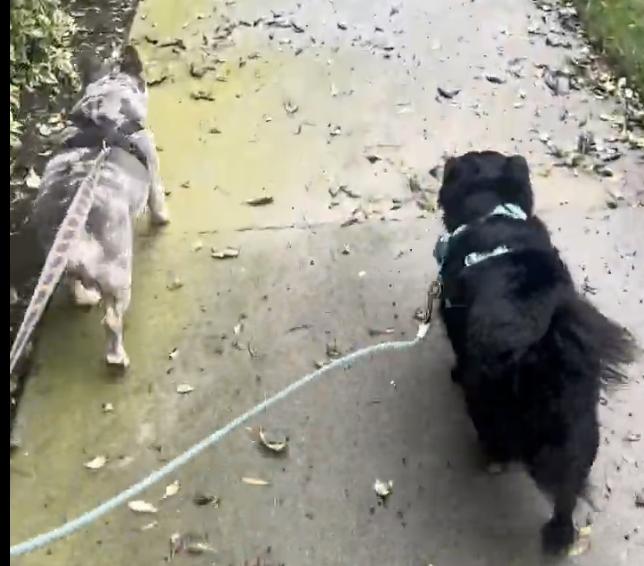 Domino, a ADOPTABLE mixed breed in Burbank, CA image 2/4