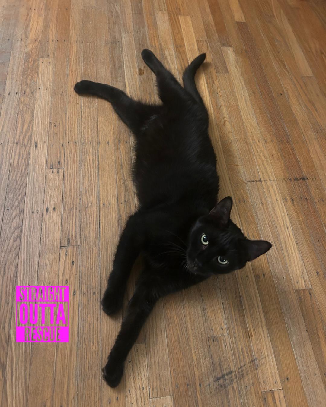 Veronica - *New Bio and Images