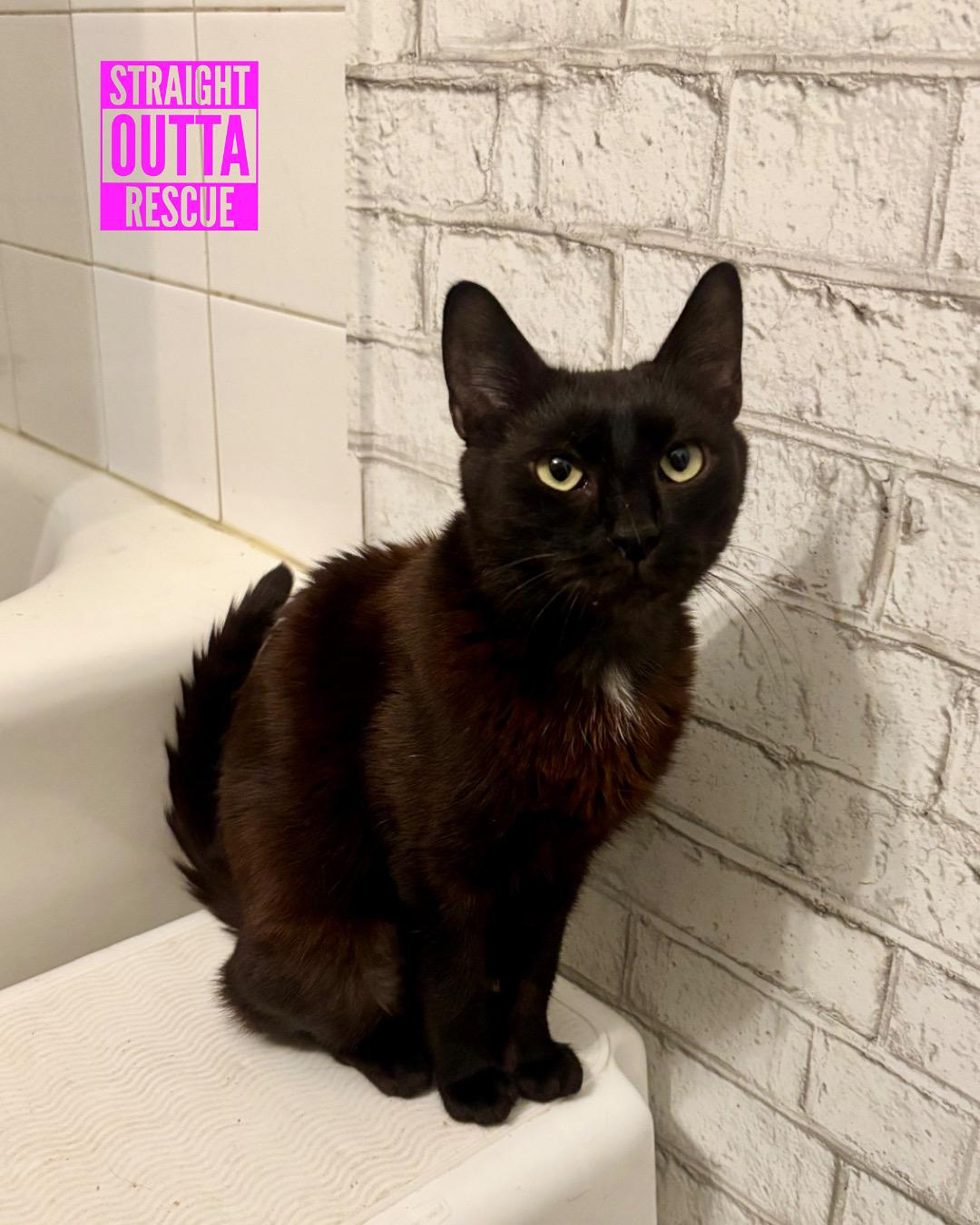 Veronica - *New Bio and Images