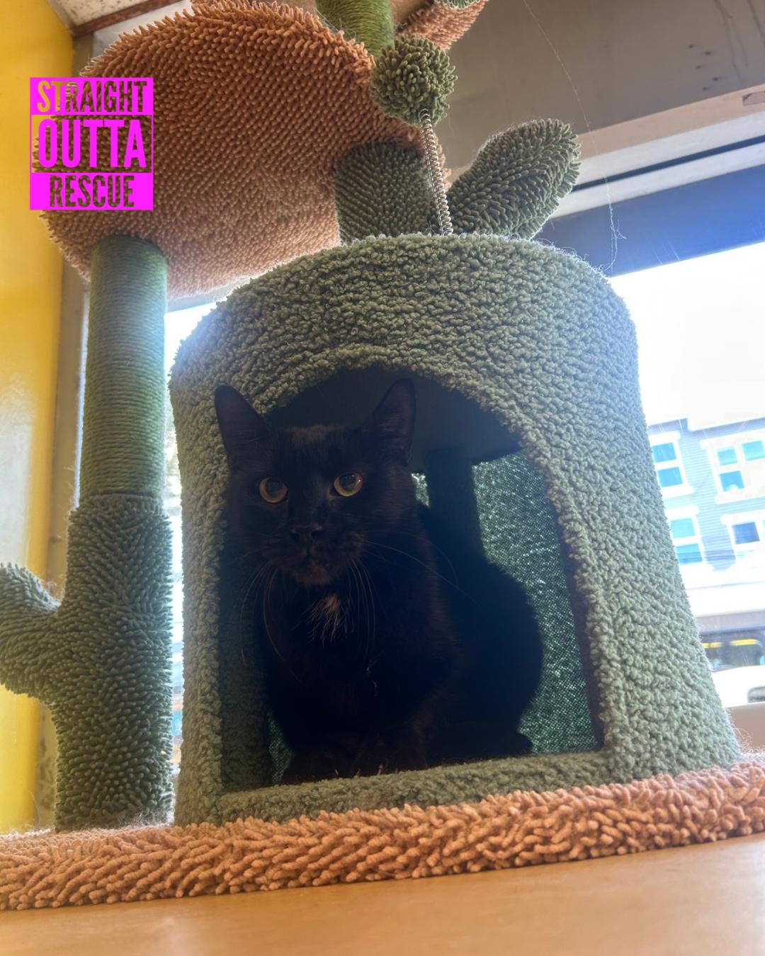 Veronica - *New Bio and Images