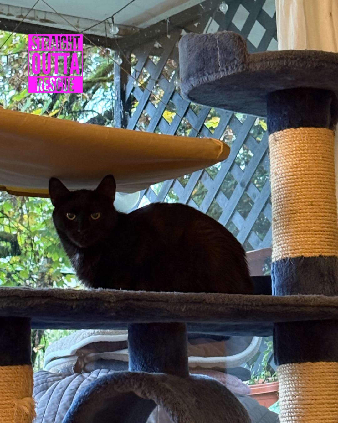 Veronica - *New Bio and Images