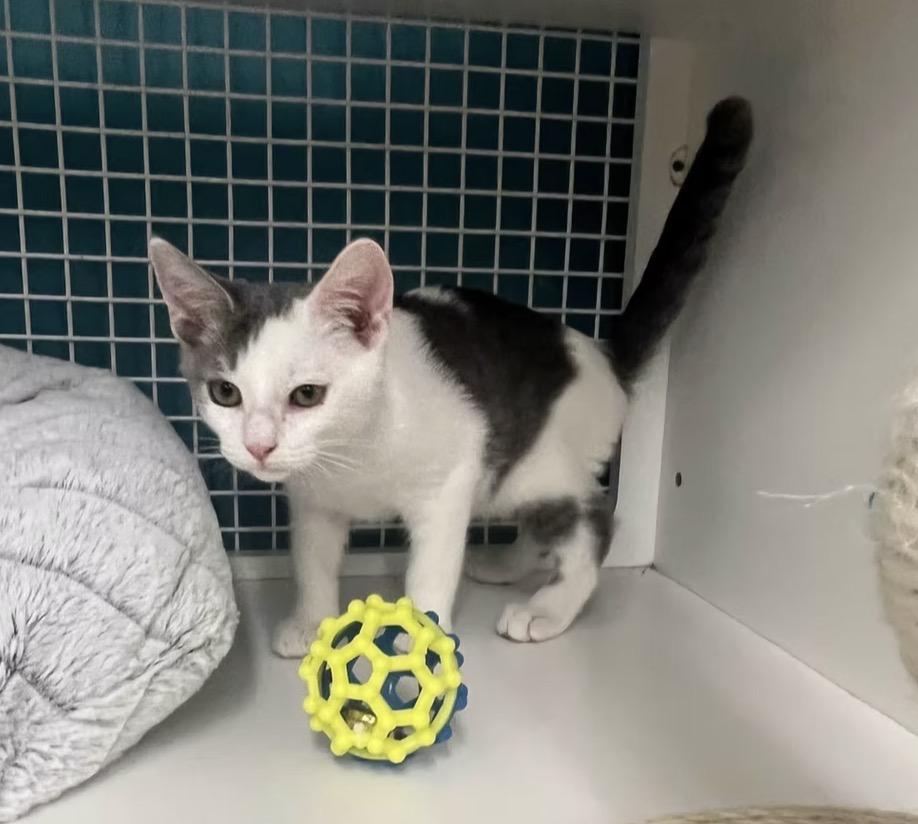Enlarge Teddy, a ADOPTABLE Domestic Short Hair in El Cajon, CA image 1/1