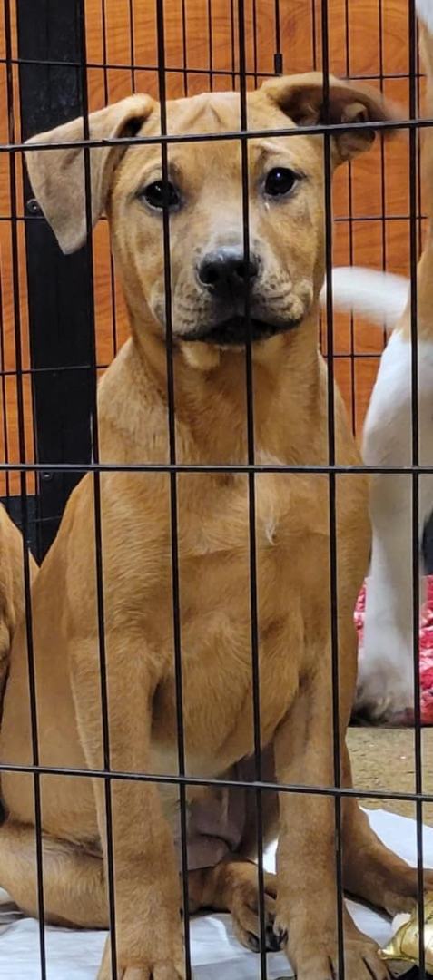Carrie *reduced adoption fee