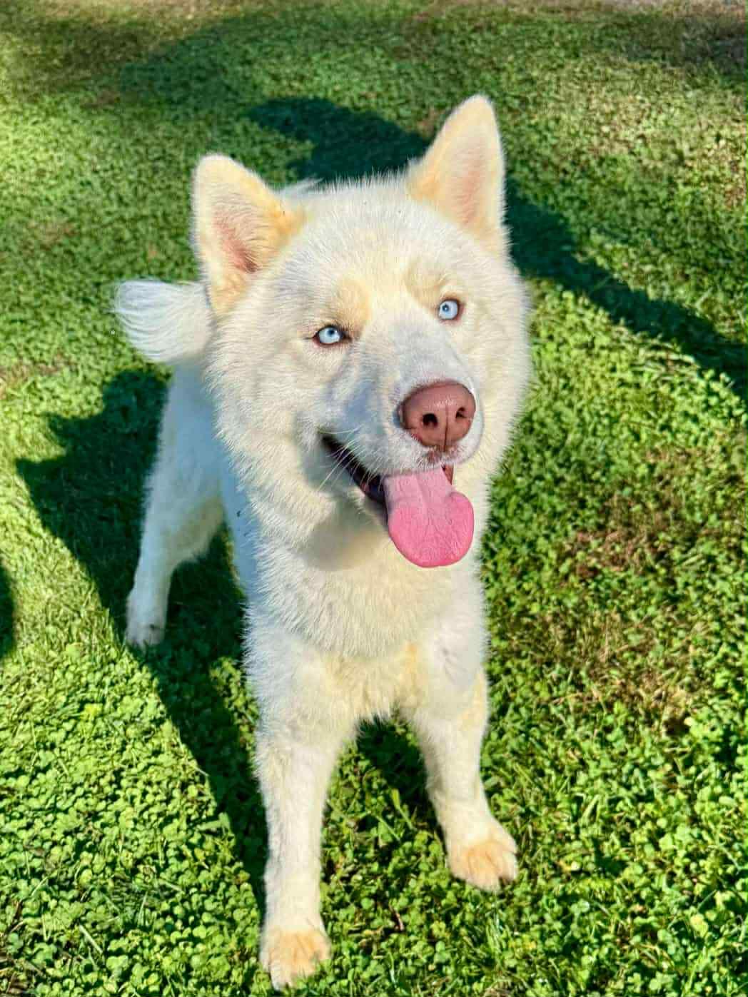 Kodiak