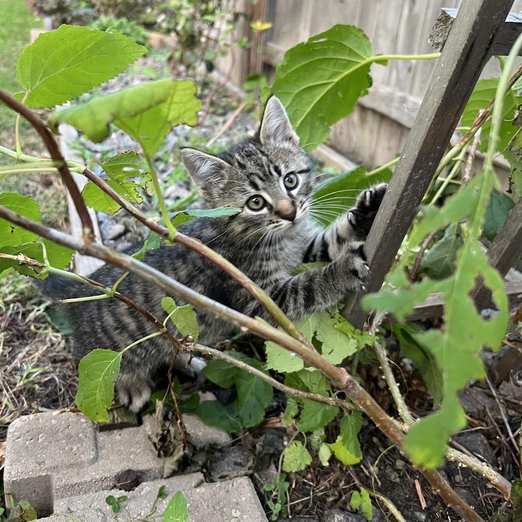 Enlarge Tony, a Adoptable Domestic Short Hair in Glenwood, MN image 1/4