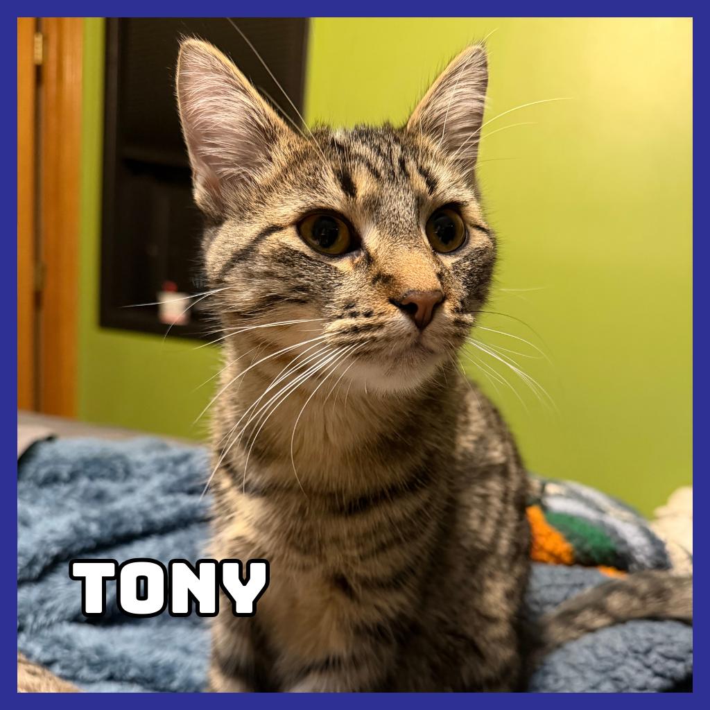 Enlarge Tony, a Adoptable Domestic Short Hair in Glenwood, MN image 2/5