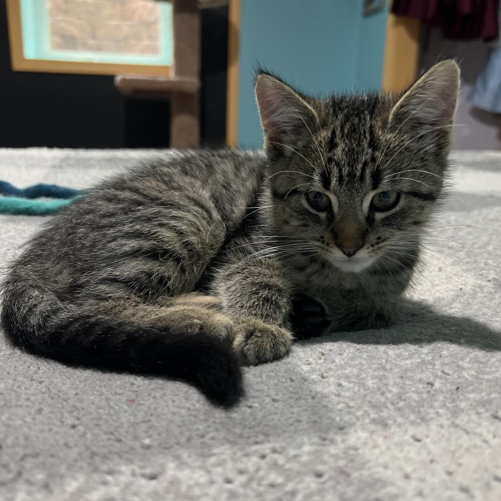 Enlarge Tony, a Adoptable Domestic Short Hair in Glenwood, MN image 3/5