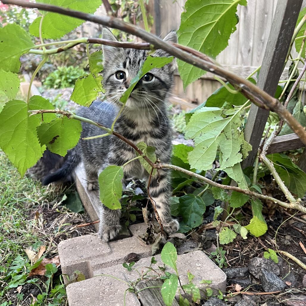 Enlarge Tony, a Adoptable Domestic Short Hair in Glenwood, MN image 4/5