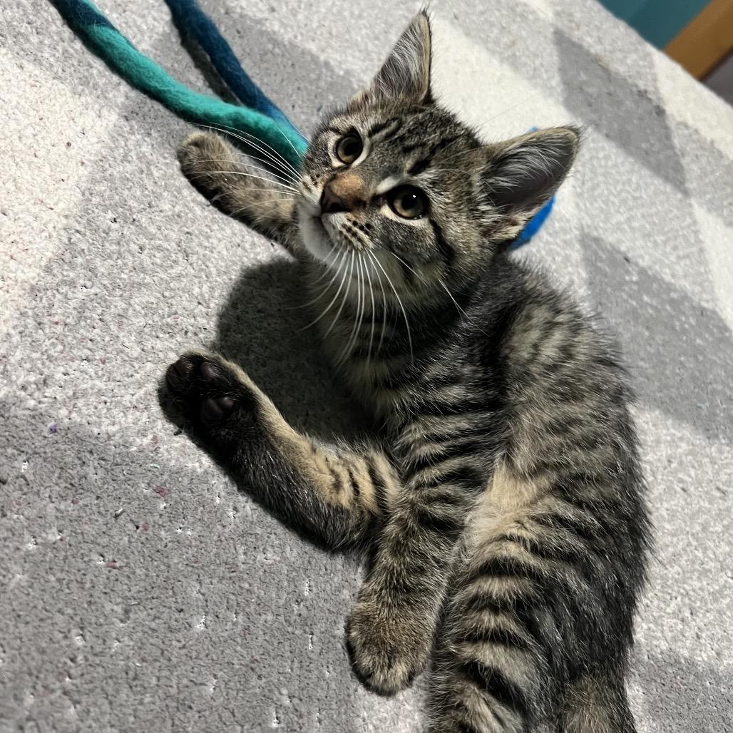 Enlarge Tony, a Adoptable Domestic Short Hair in Glenwood, MN image 2/4