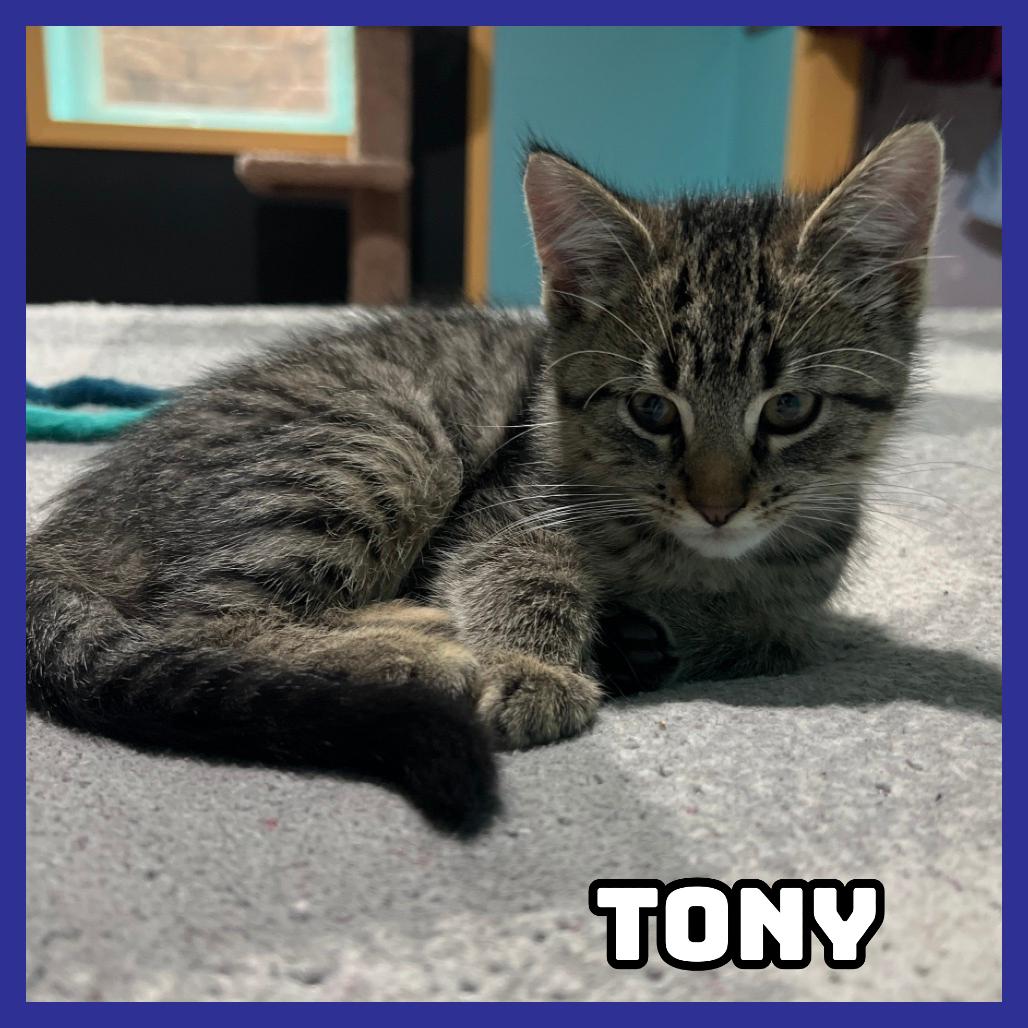 Enlarge Tony, a Adoptable Domestic Short Hair in Glenwood, MN image 3/4