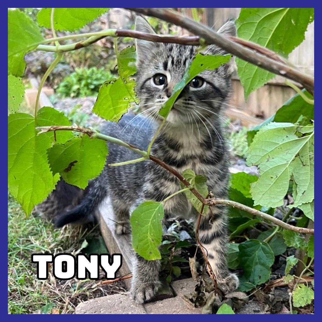 Enlarge Tony, a Adoptable Domestic Short Hair in Glenwood, MN image 4/4