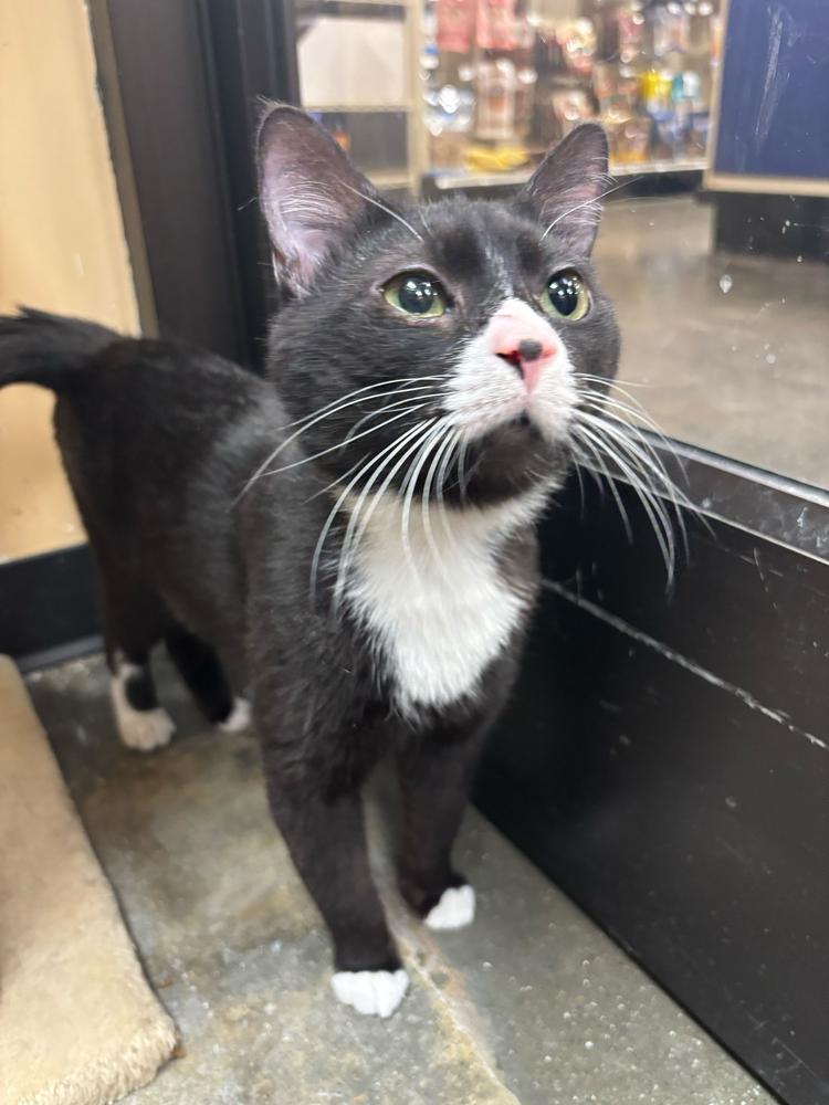 Amour, Adoptable, Young Male Domestic Short Hair.
