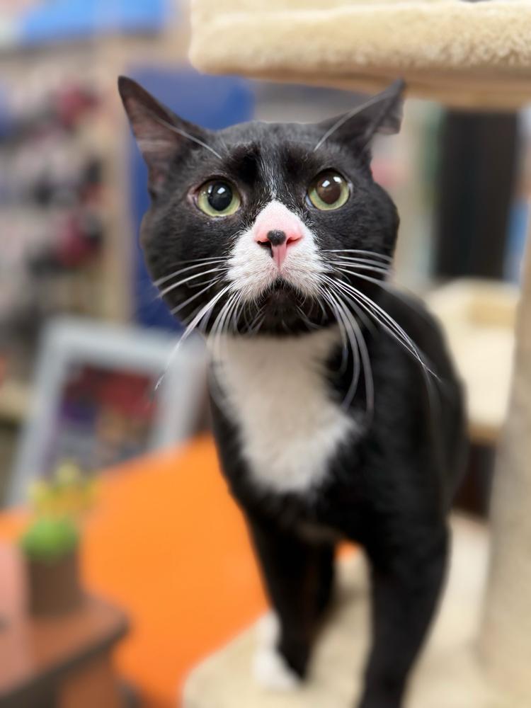 Enlarge Amour, a Adoptable Domestic Short Hair in Marietta, GA image 2/6