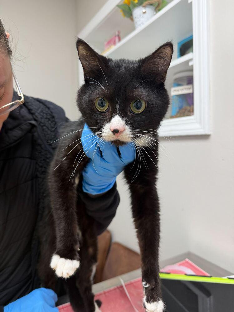 Enlarge Amour, a Adoptable Domestic Short Hair in Marietta, GA image 3/6