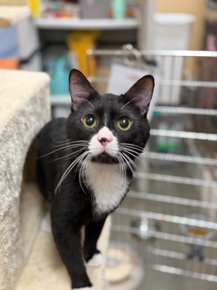 Enlarge Amour, a Adoptable Domestic Short Hair in Marietta, GA image 4/6