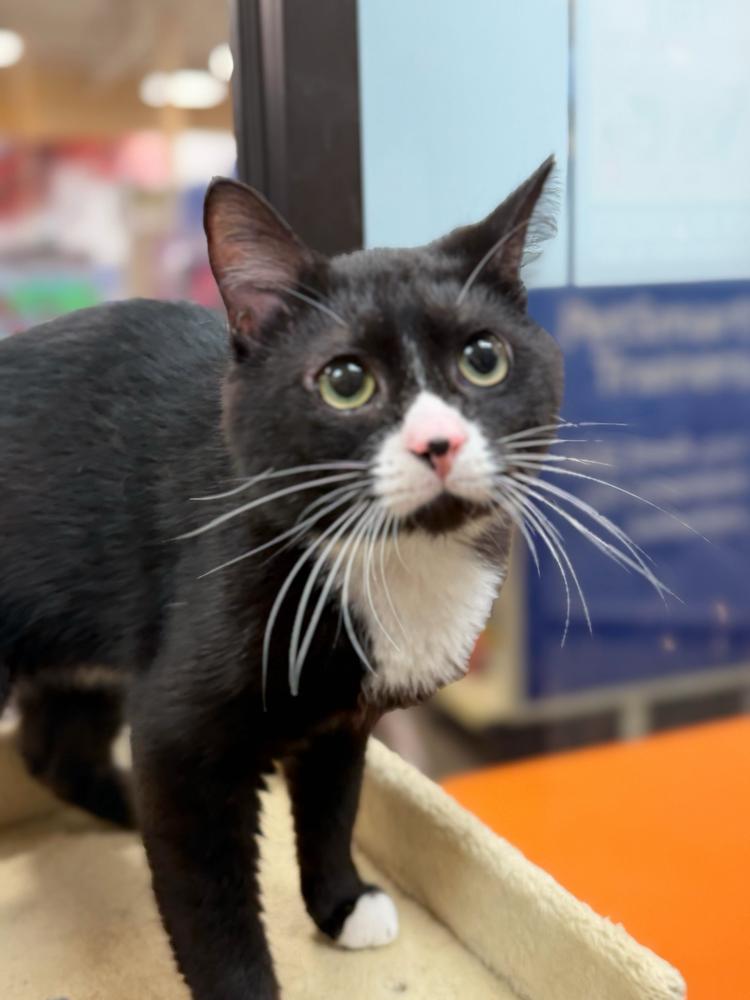 Enlarge Amour, a Adoptable Domestic Short Hair in Marietta, GA image 5/6